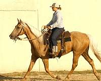 western-riding-quarter-horse