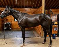 blaze-horse