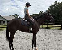 black-blaze-horse