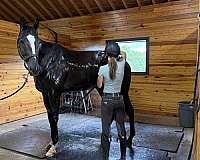 all-around-thoroughbred-horse