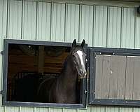 athletic-thoroughbred-horse
