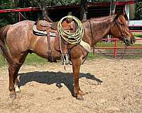 all-around-quarter-horse