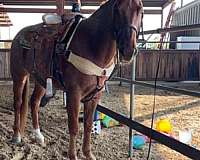 athletic-quarter-horse