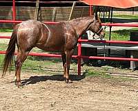 barrel-quarter-horse