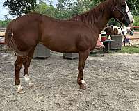 athletic-quarter-horse