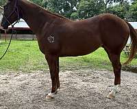 barrel-quarter-horse
