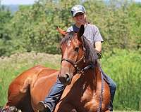 dressage-pony-cleveland-bay