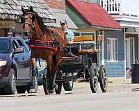 family-pony-for-sale-cleveland-bay