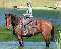 jumping-pony-cleveland-bay