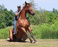 quiet-pony-for-sale-cleveland-bay