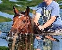 trick-pony-cleveland-bay