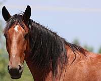 all-around-cleveland-bay-pony