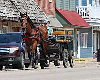 athletic-cleveland-bay-pony