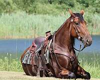 breeding-cleveland-bay-pony