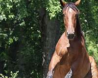 draft-cleveland-bay-pony