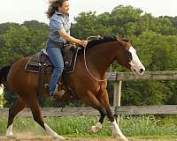 kid-safe-quarter-horse