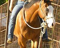 playday-quarter-horse