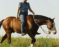ranch-quarter-horse