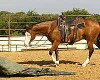 ranch-work-quarter-horse