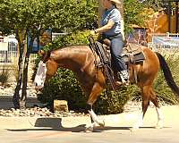 reining-quarter-horse