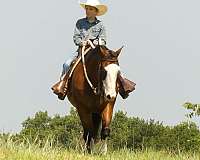 ridden-western-quarter-horse