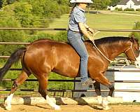 team-penning-quarter-horse