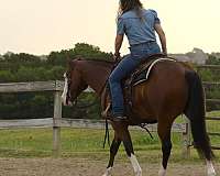 trail-quarter-horse
