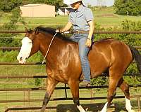 trail-riding-quarter-horse