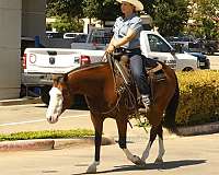 husband-safe-quarter-horse
