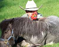 anything-miniature-pony