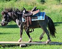 best-miniature-pony