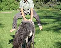 bred-miniature-pony