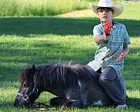 club-miniature-pony