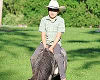 coggins-miniature-pony