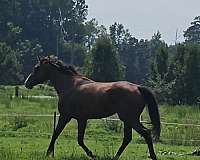 thoroughbred-gelding