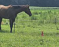 advanced-thoroughbred-horse