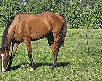 advanced-beginner-thoroughbred-horse