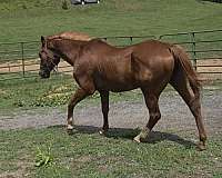 sorrel-socks-pony