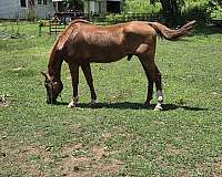 kid-safe-rescue-quarter-pony