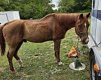 sorrel-kid-safe-rescue-pony