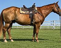 sorrel-aqha-gelding