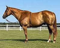 sorrel-aqha-horse