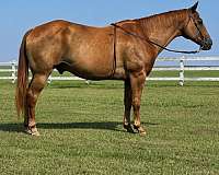 sorrel-gelding-for-sale