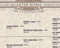 aqha-gelding