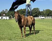 15-hand-quarter-horse-gelding
