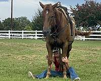 sorrel-quarter-horse-for-sale