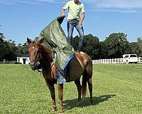 15-hand-quarter-horse