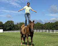 15-hand-sorrel-horse