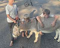nice-cross-donkey