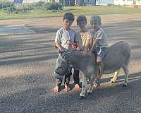 grey-nice-cross-donkey
